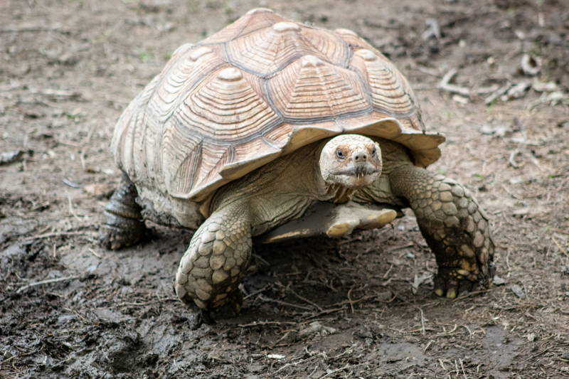 Los animales más longevos del planeta - TOP 10 de animales que más viven