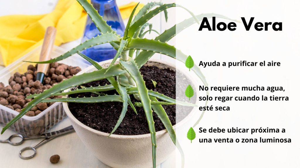 10 plantas de interior resistentes que requieren poca luz