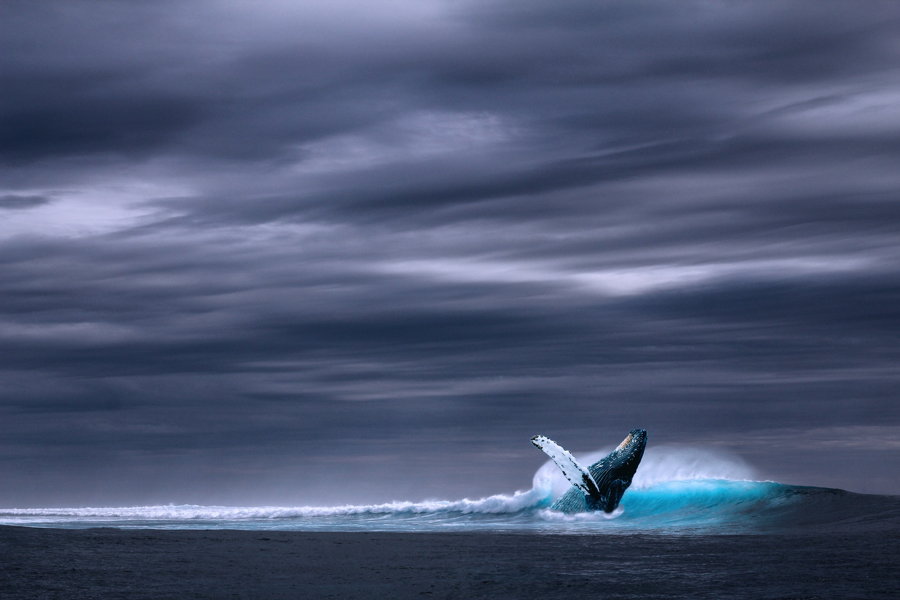 ballena azul