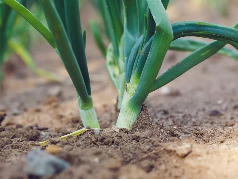 15 verduras y frutas que puedes cultivar en casa fácilmente