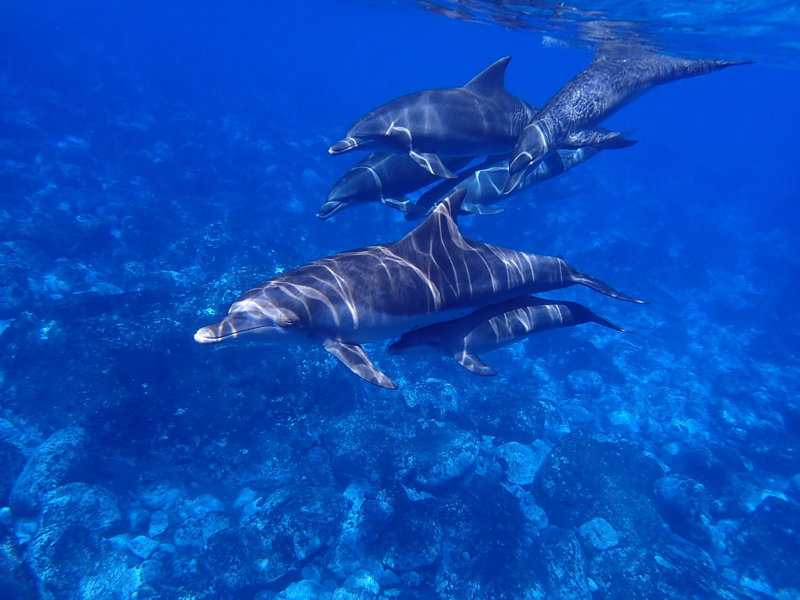 delfines