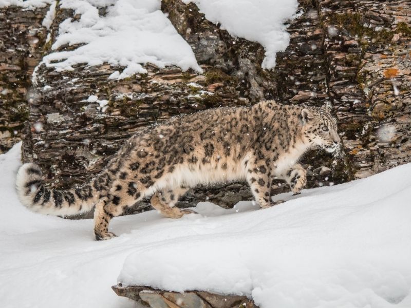 15 Curiosidades Sobre Los Leopardos De Nieve En Estado Crudo