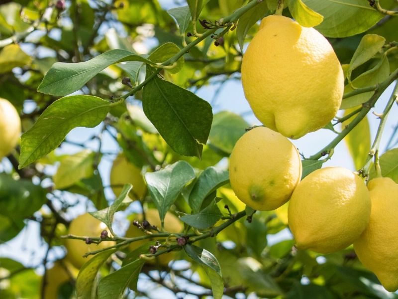 15 verduras y frutas que puedes cultivar en casa fácilmente