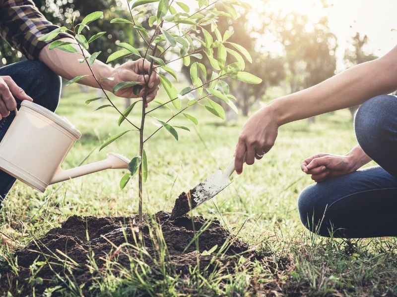 Cómo plantar un árbol? Guía para principiantes • En Estado Crudo