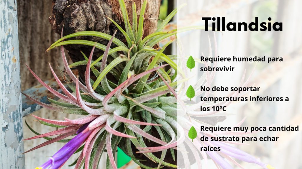 10 plantas de interior resistentes que requieren poca luz